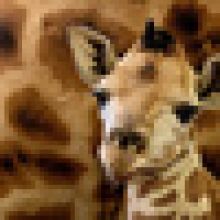 Návštěvníci Zoo Praha mohou ode dneška vidět dvoutýdenní žirafí mládě