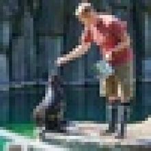 Zoo Praha má nového samce lachtana, Oslo z Belgie ukončil linii slavného Gastona