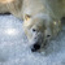 Zoo Praha připravila některým zvířatům led k ochlazení, nabízí zlevněné vstupné