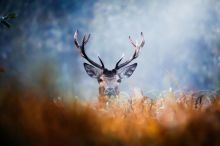 Z deníku kartářky: Jelen. Posel úlevy, klidu, míru a nových začátků