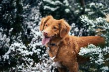 Venčení v lijáku? Tenhle trik změní i největšího psího lenocha v nadšeného průzkumníka