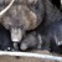 Zoo Brno přišla o medvědici Kamčatku, dožila se 33 let