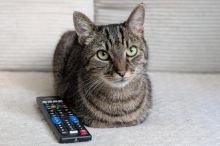 „Rajcuje je to.“ Videa pro kočky mají miliony zhlédnutí. Expertka před nimi varuje