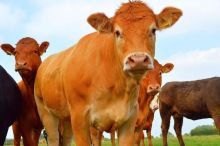 Vesničané zapsali do školky jalovice, aby předešli rušení tříd