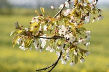 Ranní mrazy mohou poškodit kvetoucí třešně, višně či jabloně