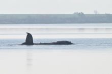 Průlom v operaci „Zachraňte Timmyho“: Záchranáři ho naloží na člun a odvezou do Atlantiku