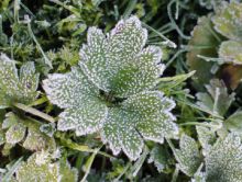 Na Šumavě dnes opět mrzlo, u Kvildy naměřili minus 8,7 stupně Celsia