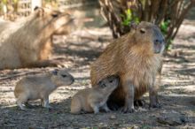 V pražské zoologické zahradě se narodilo rekordních sedm mláďat kapybar