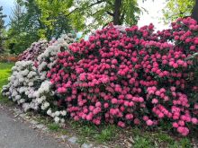 Rododendrony v Průhonicích právě rozkvétají - Unikátní genofondová sbírka láká na tisíce keřů i téměř stoletou tradici šlechtění