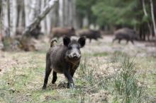 „Prase na mě zaútočilo dvakrát.“ Žena popsala zážitek z Prahy, problém je čím dál větší