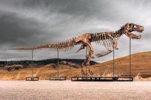 Kupující neváhal. Za tyranosaura Guse vysázel téměř miliardu korun