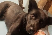 Fenka Belinka žila s narkomany. Jedla odpadky a pila vodu ze záchodu