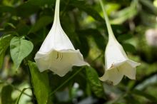 Pražská botanická zahrada ukazuje světový unikát. Vykvetla v ní rostlina, která v přírodě vymírá