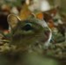 Unikátní dokumenty na Prima ZOOM pro 34. týden
