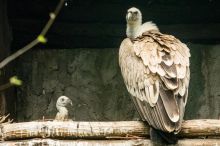 Na Krétě se zpozdil odlet letadla, na křídle se mu usadil sup bělohlavý