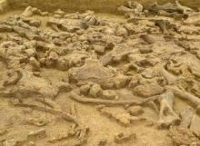 V hromadách mamutích kostí u lidských sídlišť převažují samice, zjistili vědci