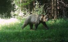 V okolí Vizovic se pohybuje medvědice s medvíďaty, město vydalo varování