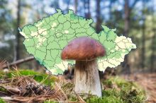 Rostou! Největší žně budou mít houbaři ve třech lokalitách, mapa se stále mění