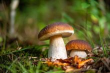 KVÍZ: Muchomůrku a holubinku zná každý. Poznáte ale další houby, které do košíků nepatří?