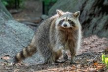 Vloupávají se do podkroví, požírají rybičky. Mývalové terorizují celé Japonsko