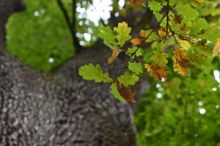 Stromem čtvrtstoletí je dub ze Skaličky na Přerovsku, vyhrál v anketě