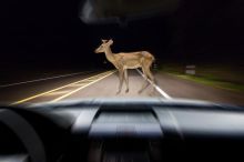 Srna před autem? Většina lidí by udělala přesně to, co může skončit tragédií